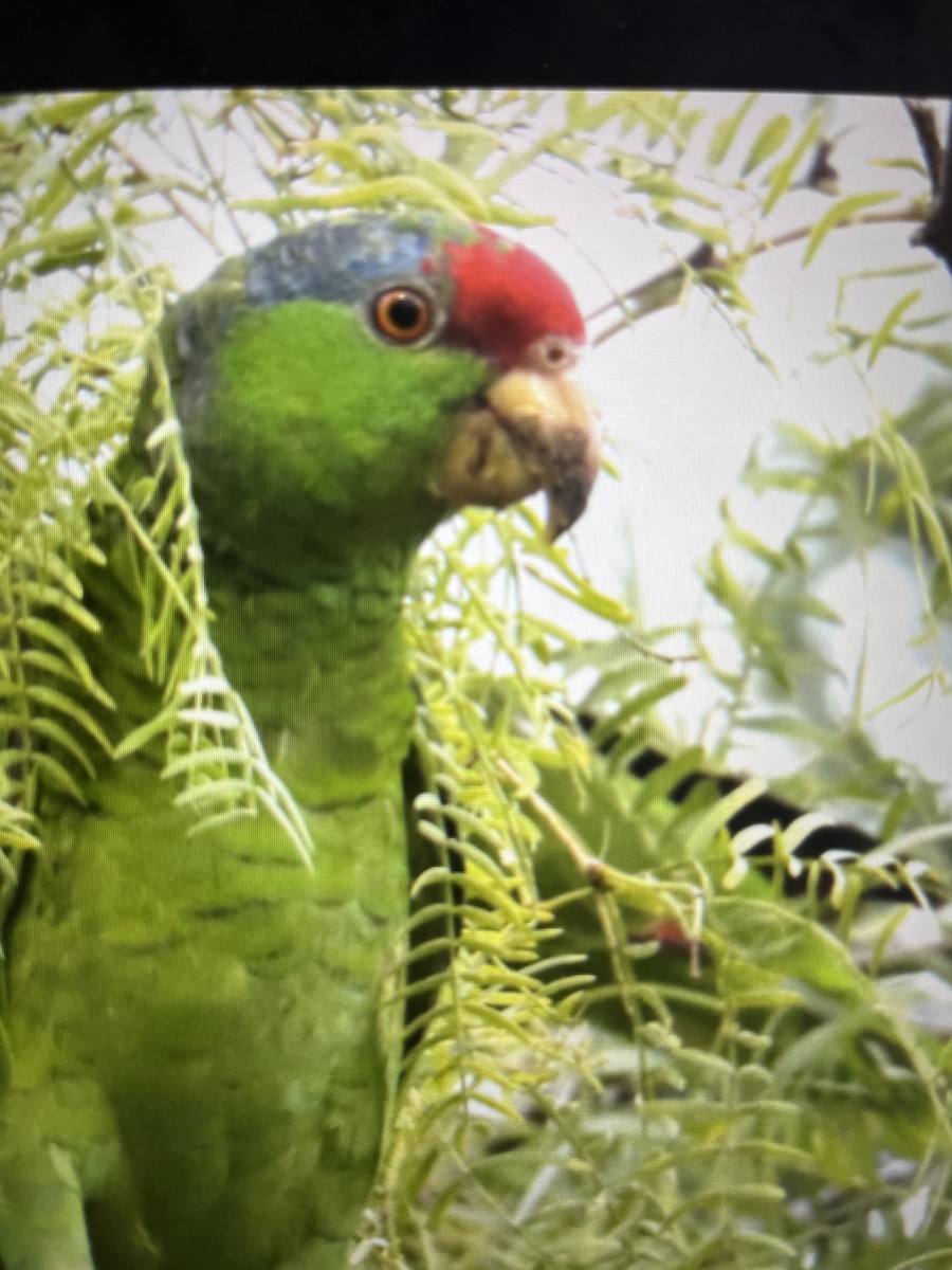 Lilac-crowned Parrot - ML600774321