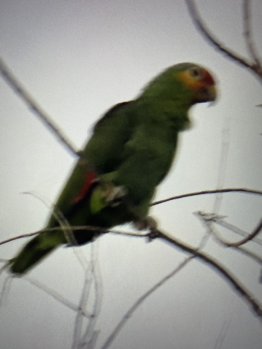 Red-lored Parrot - ML600776881