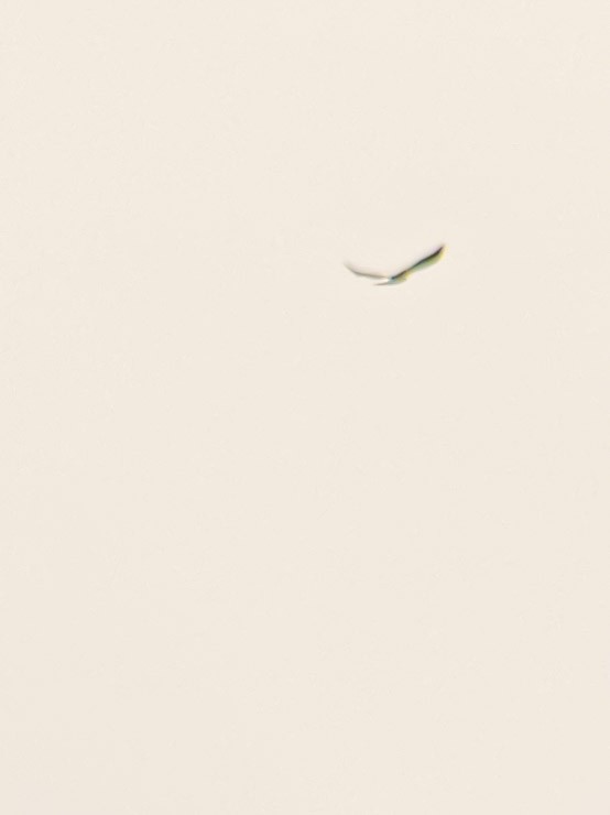White-tailed Hawk - Jorge Guerra