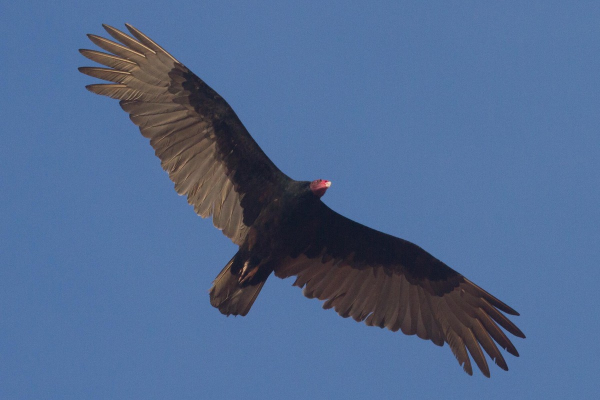 Turkey Vulture - Eric VanderWerf