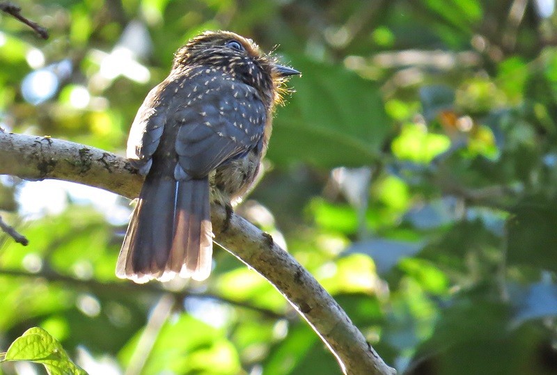 Crescent-chested Puffbird (Greater) - ML600779961