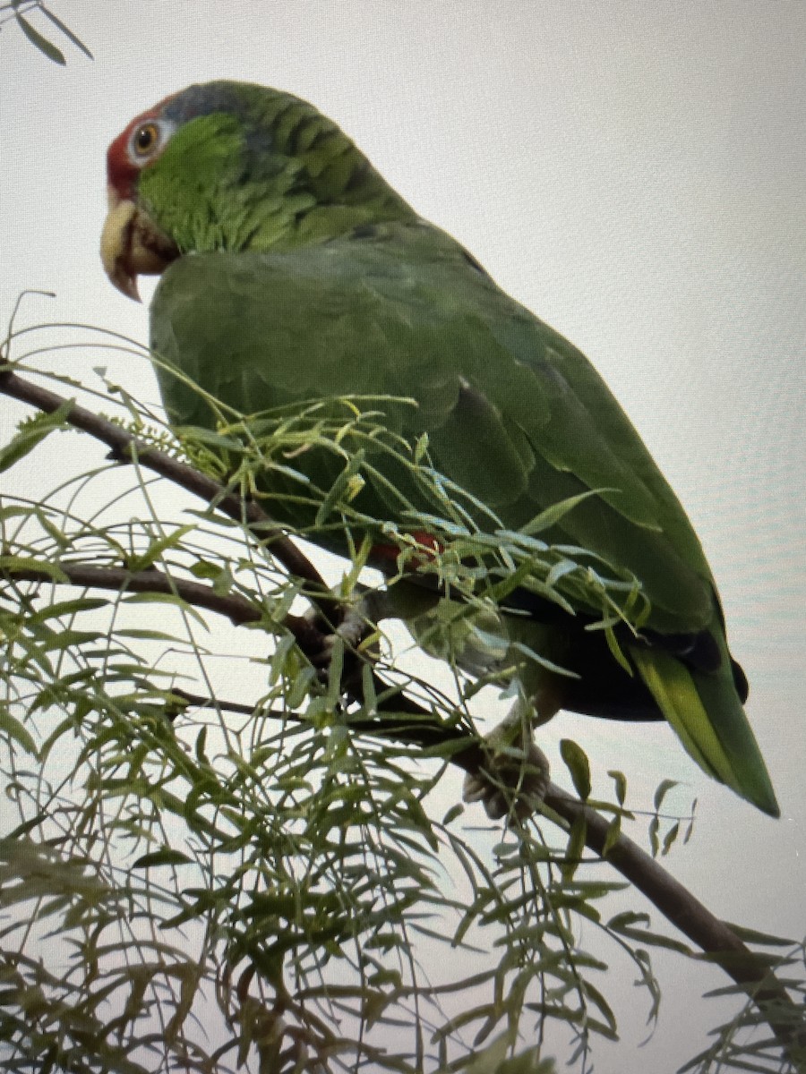 Red-crowned Parrot - ML600781361
