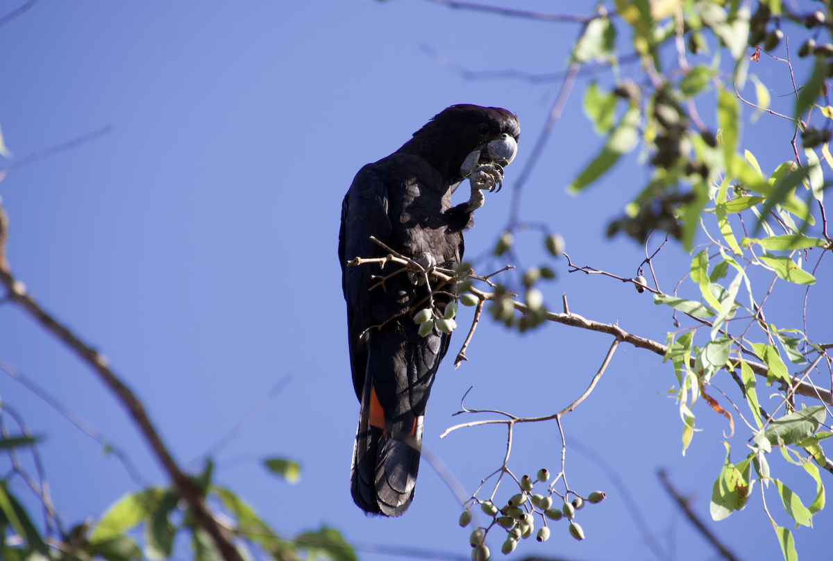 Red-tailed Black-Cockatoo - ML600788121
