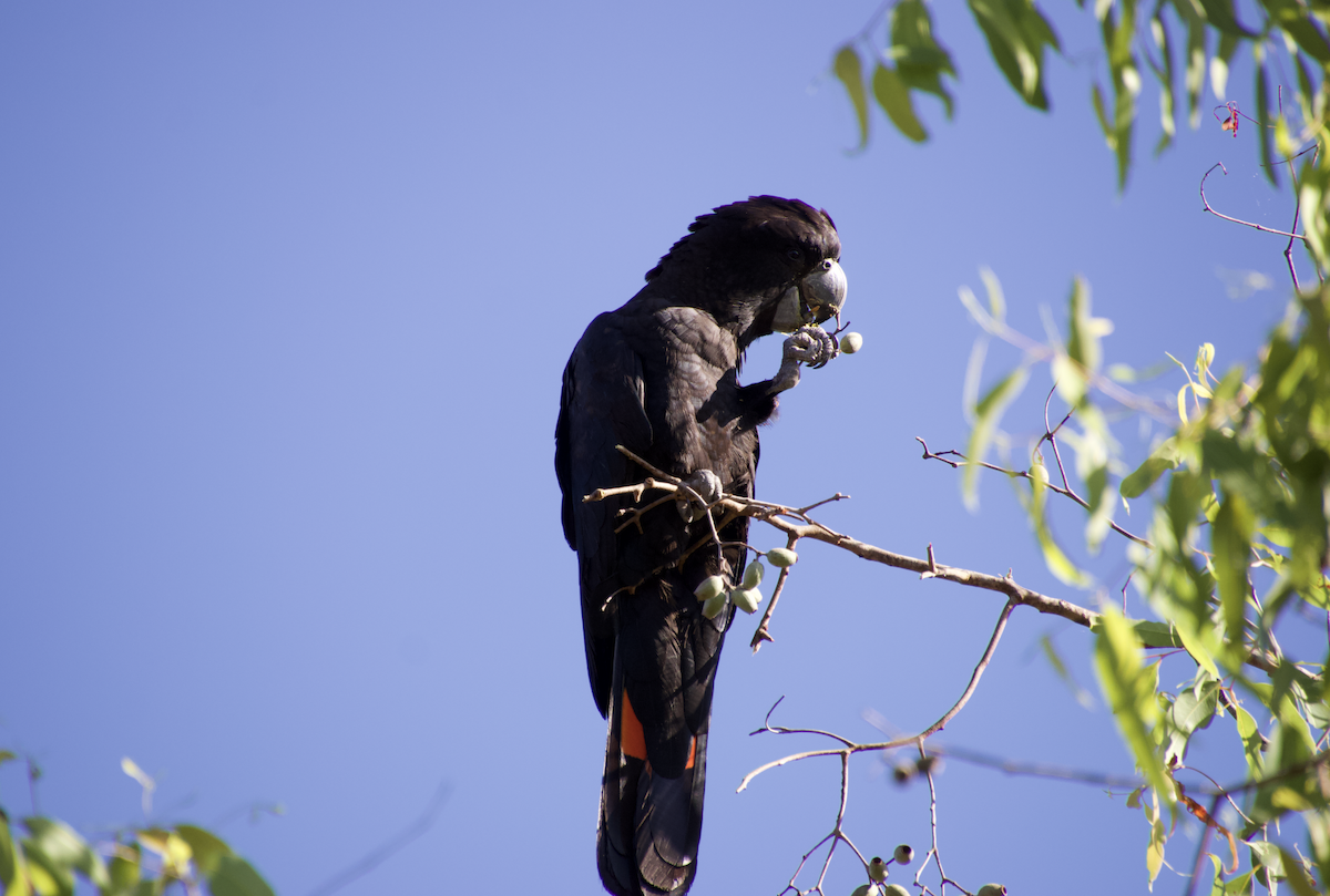 Red-tailed Black-Cockatoo - ML600788131