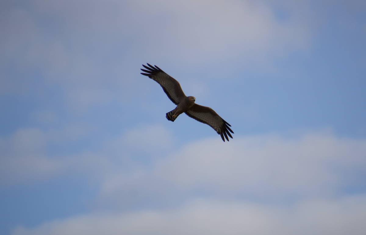 Spotted Harrier - ML600788271