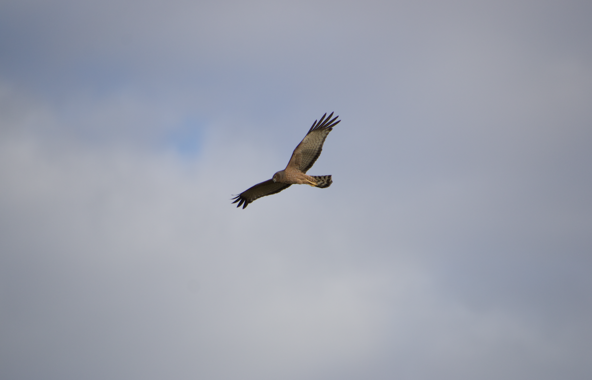 Spotted Harrier - ML600788281