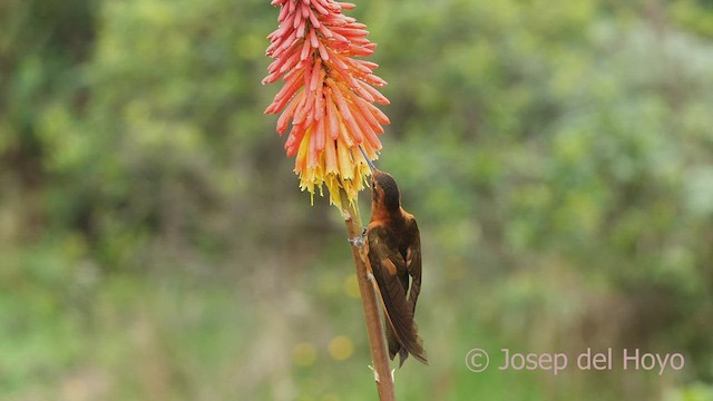 kolibřík duhovohřbetý - ML600789211