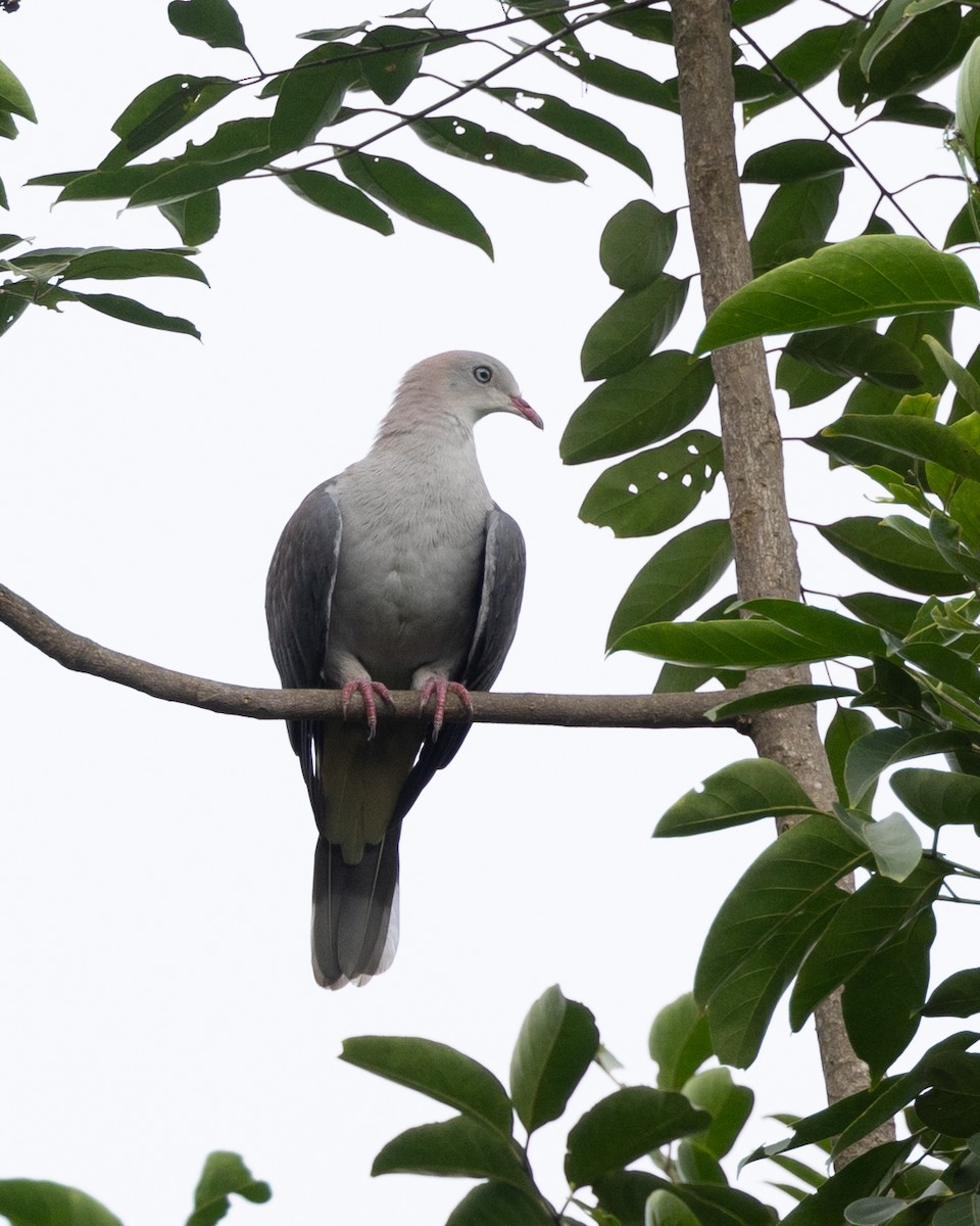 Mountain Imperial-Pigeon - ML600791881