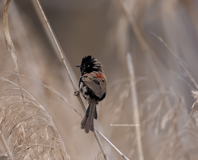Male Red-backed Fairywren undergoing Prealternate Molt (subspecies&nbsp;<em class="SciName notranslate">melanocephalus</em>). - Red-backed Fairywren - 