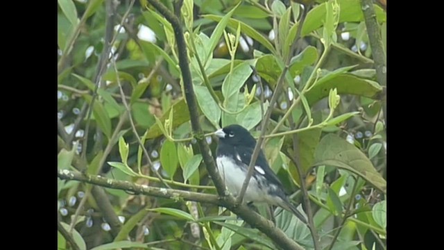 Black-and-white Seedeater - ML600793311