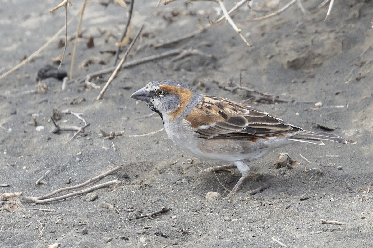 Kenya Rufous Sparrow - ML600795431