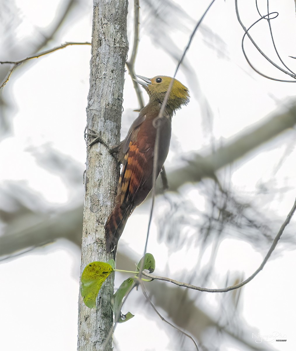 Pale-headed Woodpecker - Nguyen Pho