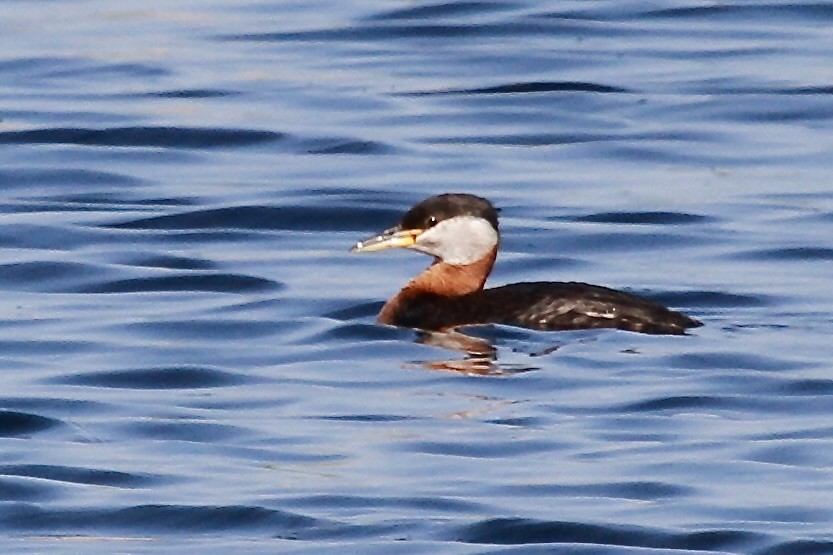 Red-necked Grebe - ML600796801
