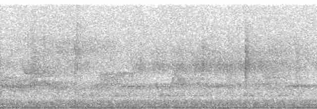Beyaz Belli Şama [malabaricus grubu] - ML6008