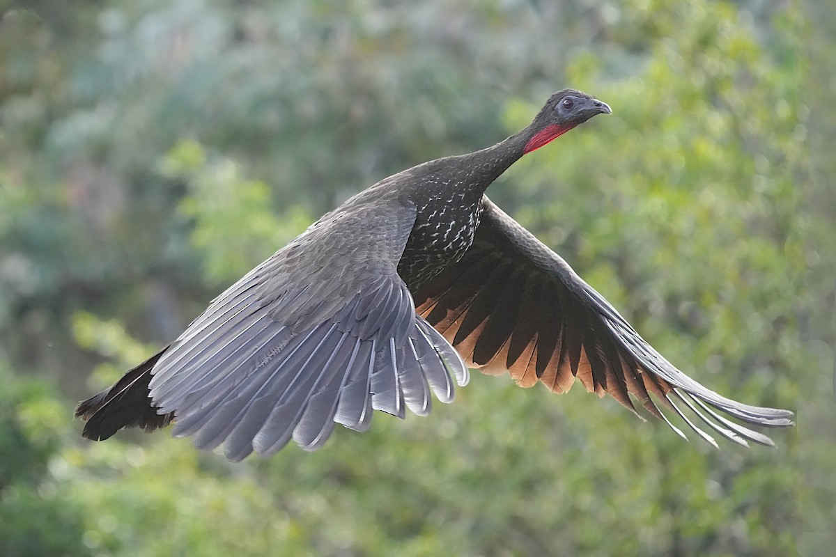 Crested Guan - ML600801601