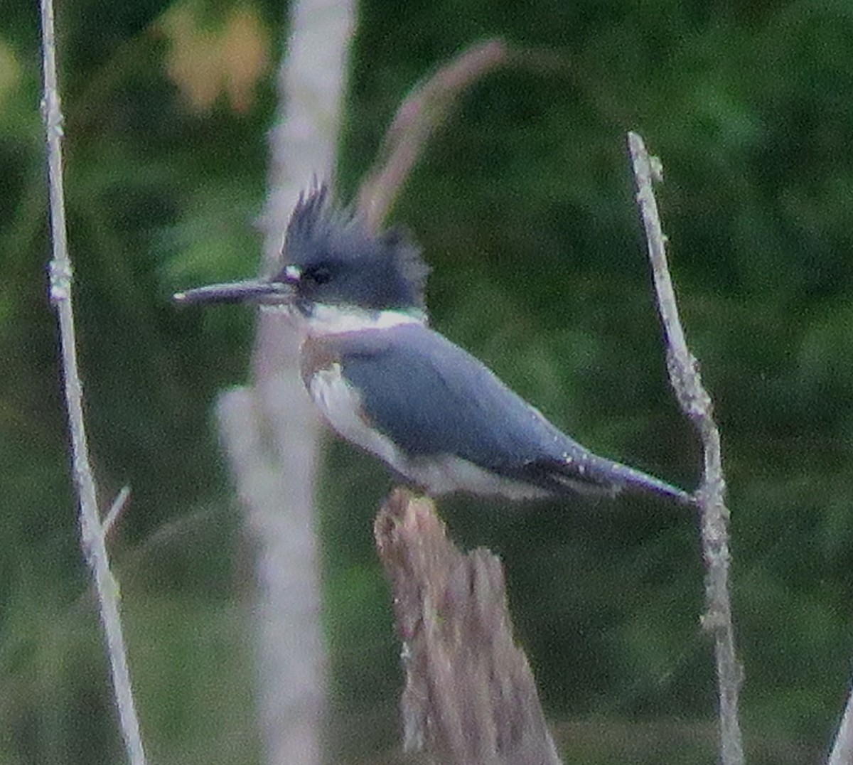 Belted Kingfisher - ML600806981
