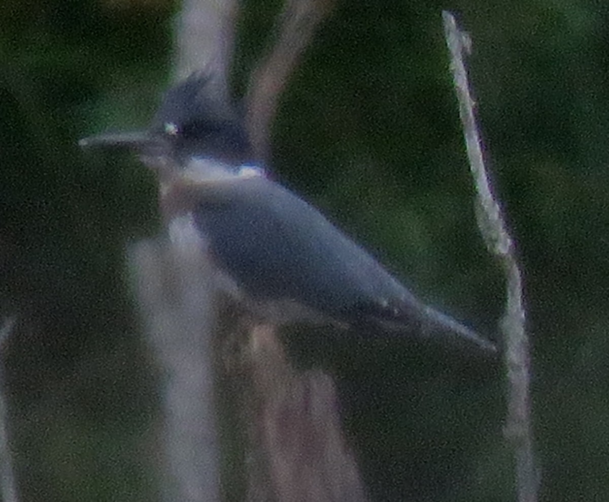 Belted Kingfisher - ML600806991