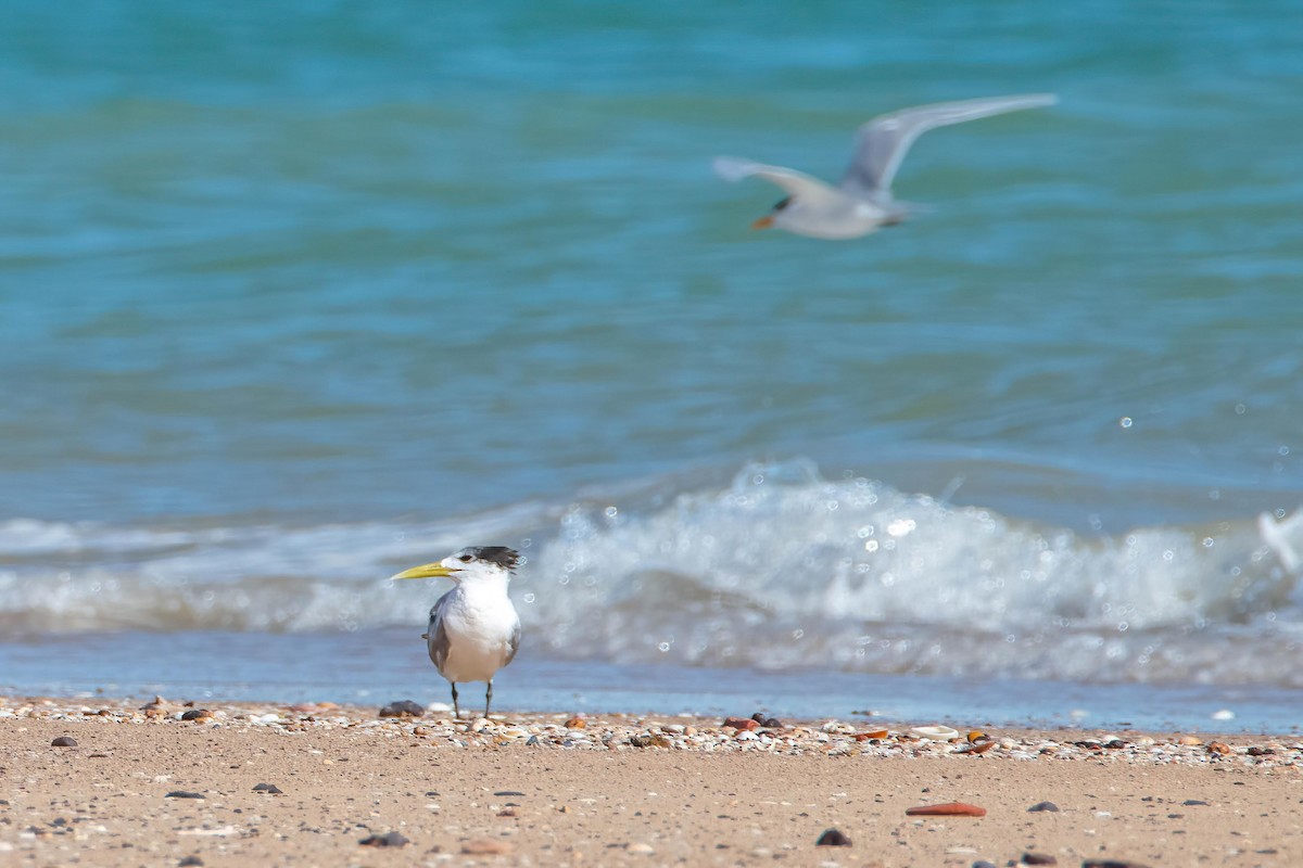 Great Crested Tern - ML600809911