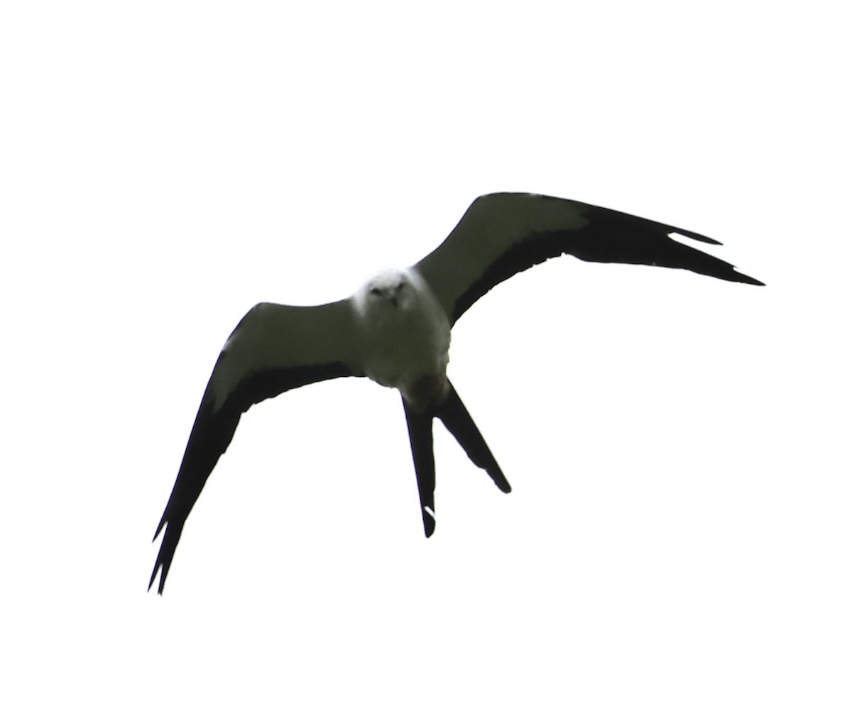 Swallow-tailed Kite - ML600809931