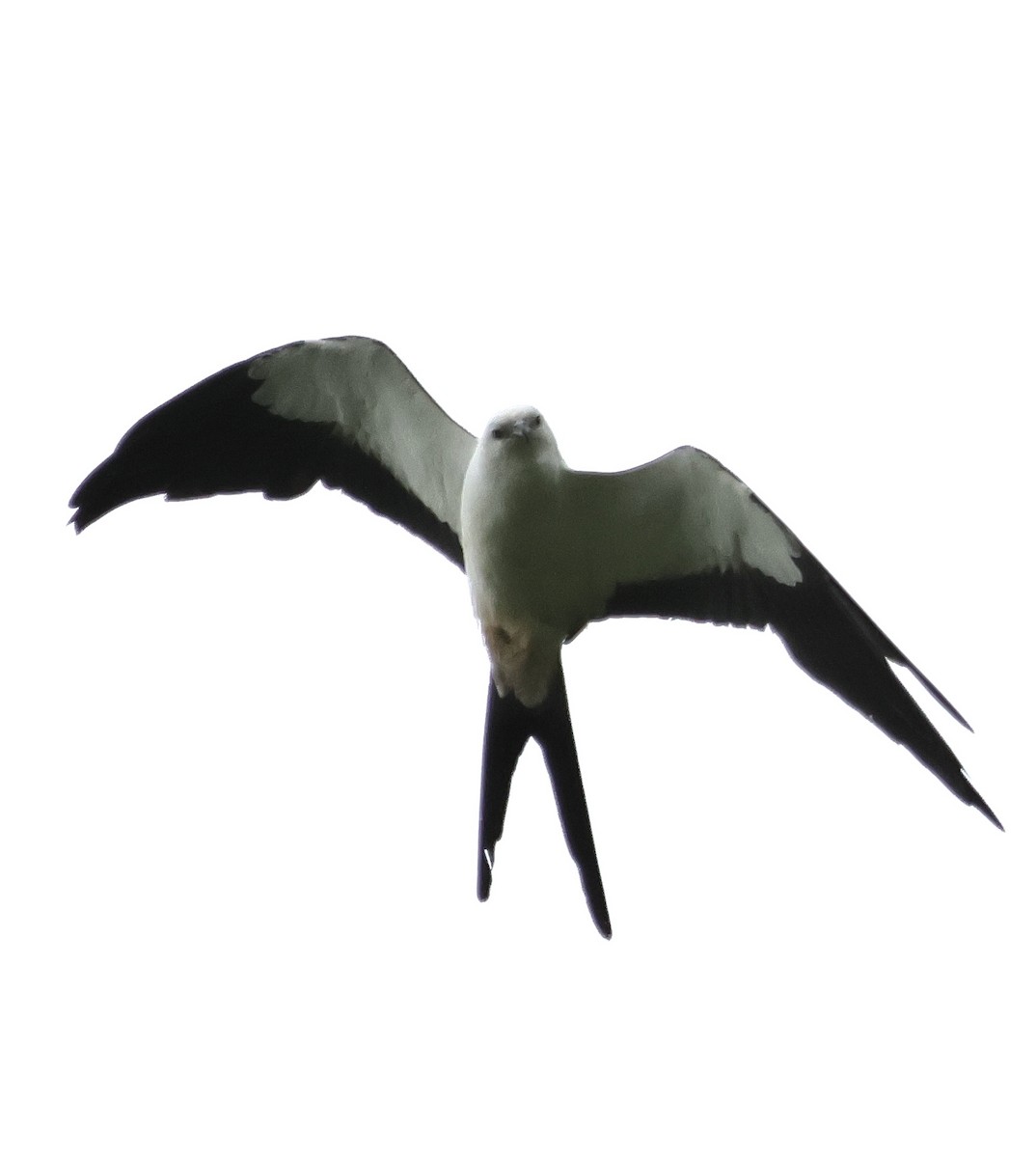 Swallow-tailed Kite - ML600809941
