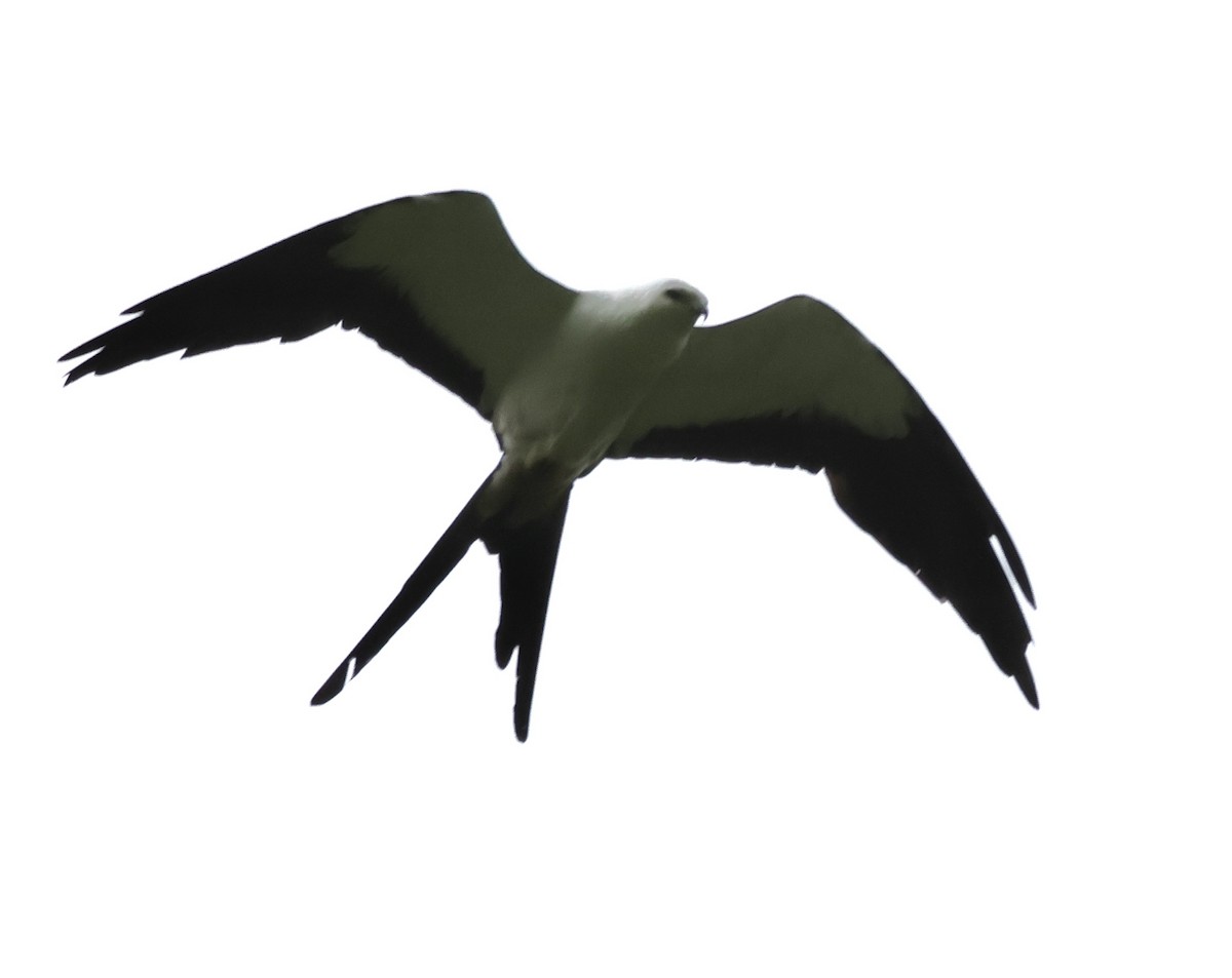 Swallow-tailed Kite - ML600809951