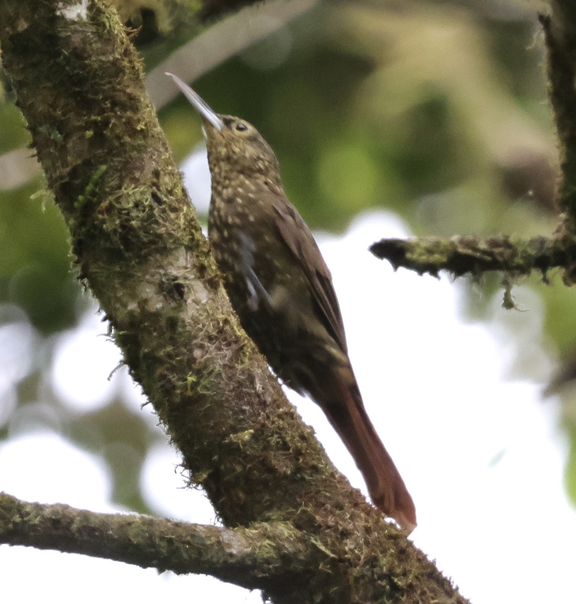 Spotted Woodcreeper - ML600810741