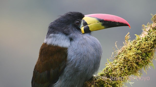 Gray-breasted Mountain-Toucan - ML600810841