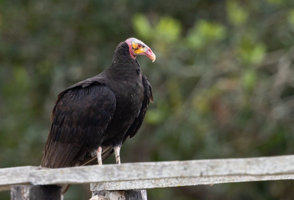 Lesser Yellow-headed Vulture - ML600811581
