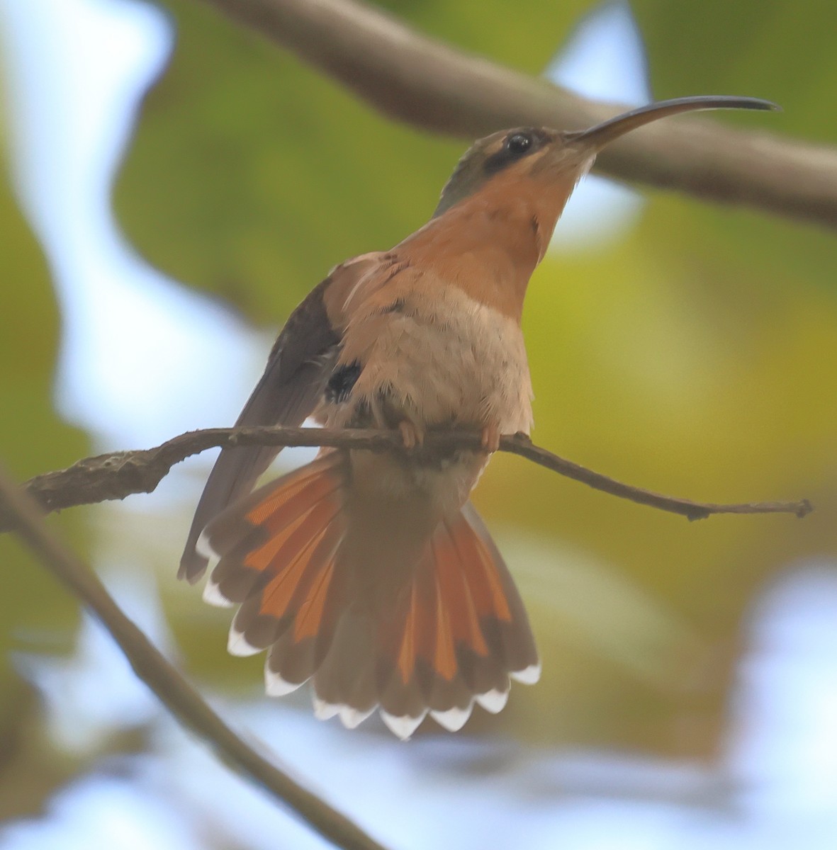 Rufous-breasted Hermit - ML600811901