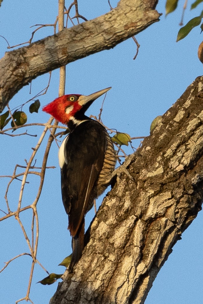 Crimson-crested Woodpecker - Beatrix Pond