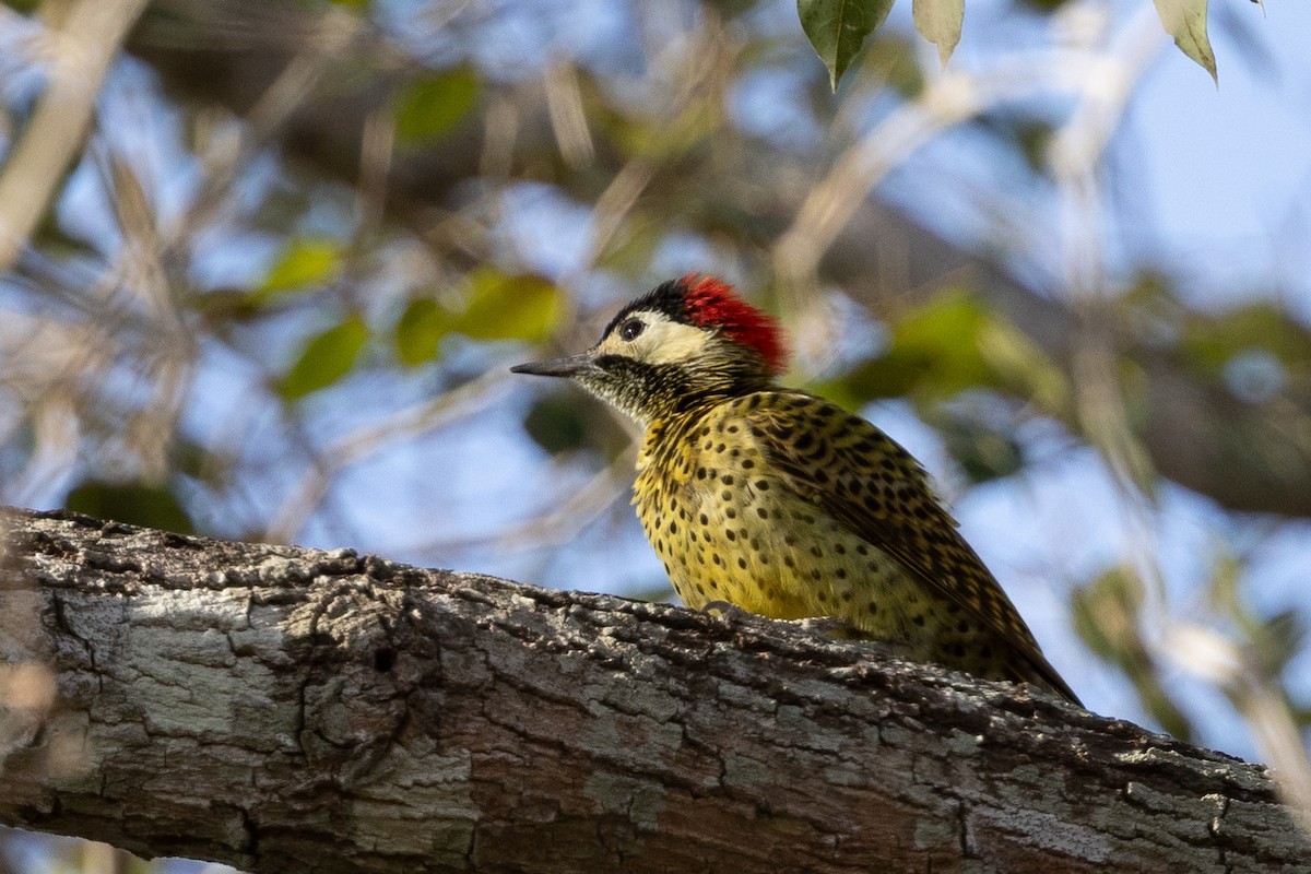 Green-barred Woodpecker - ML600813281