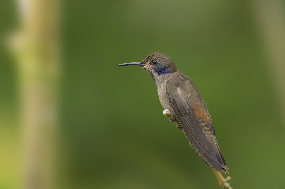 kolibřík fialovouchý - ML600816111