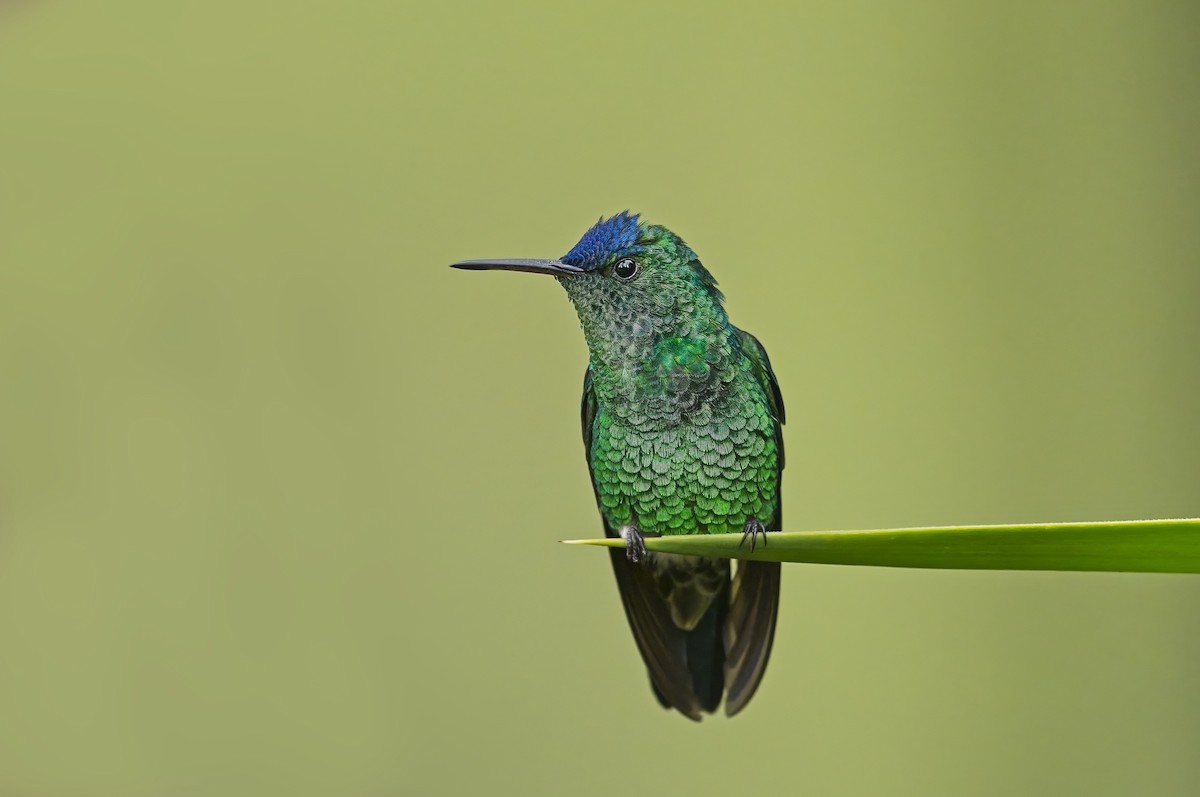 kolibřík indigovohlavý - ML600816151