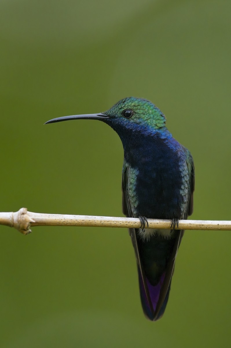kolibřík tropický - ML600816261