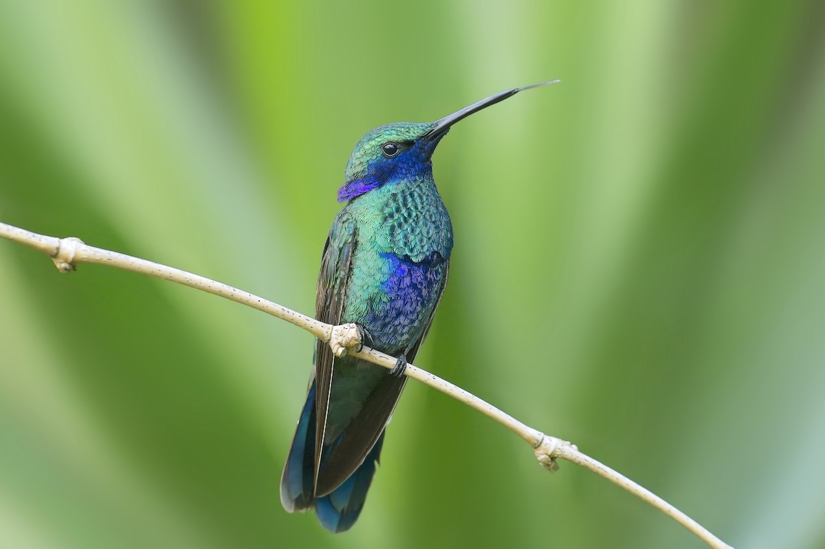 kolibřík modrolící - ML600816391