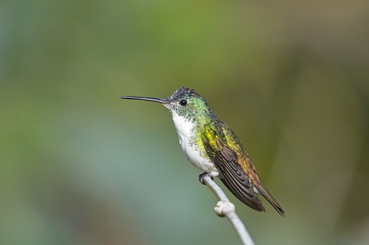 kolibřík andský - ML600816451