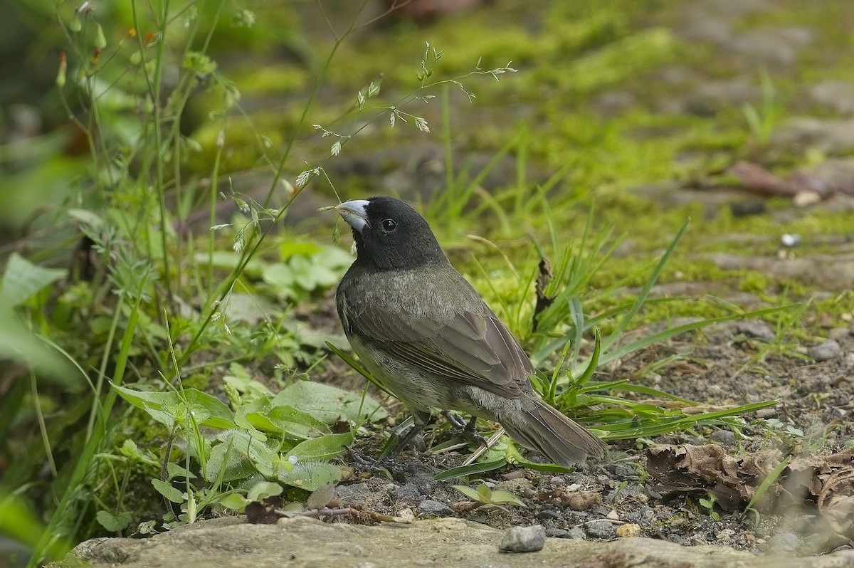 Yellow-bellied Seedeater - ML600816651