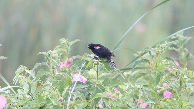 Red-winged Blackbird - ML600816921