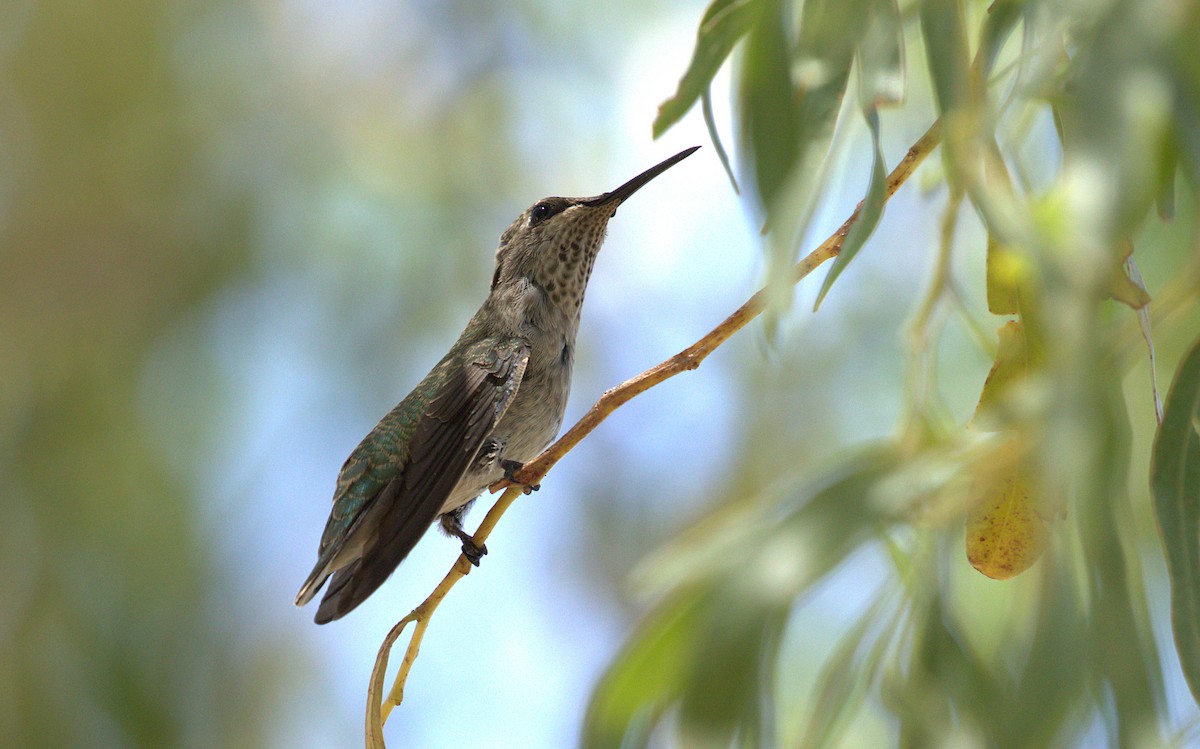 Anna's Hummingbird - ML60081771