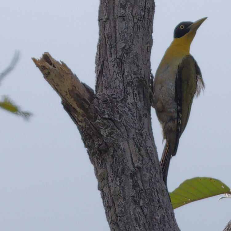 Black-headed Woodpecker - ML600818981