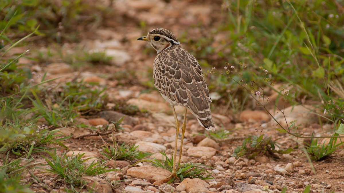 Three-banded Courser - ML600819141