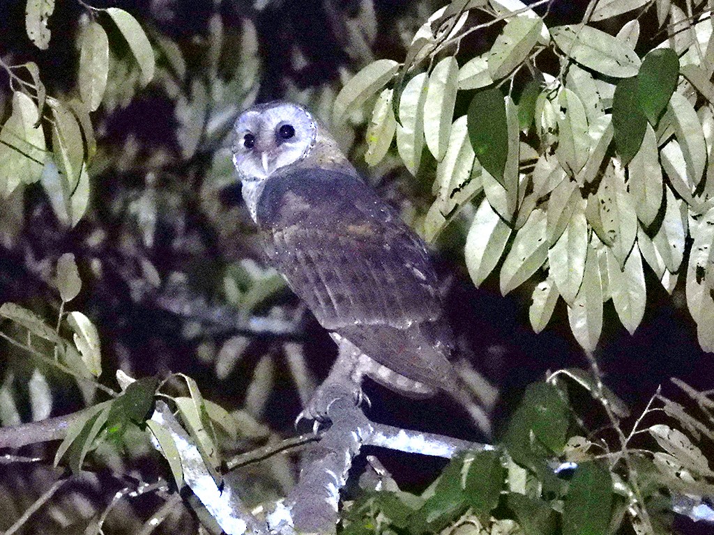 Sulawesi Masked-Owl - ML600821721
