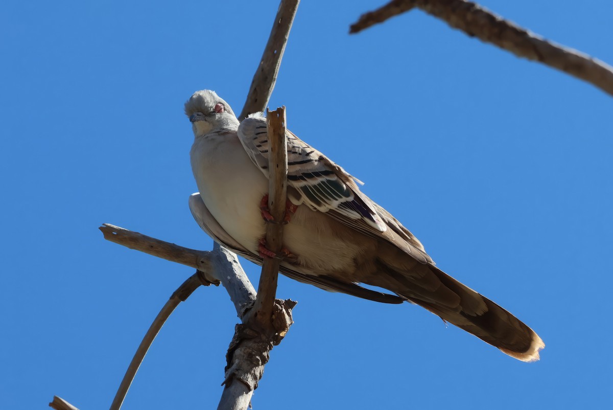 Crested Pigeon - ML600821821