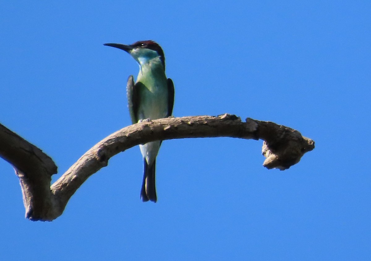 Blue-throated Bee-eater - ML600822221