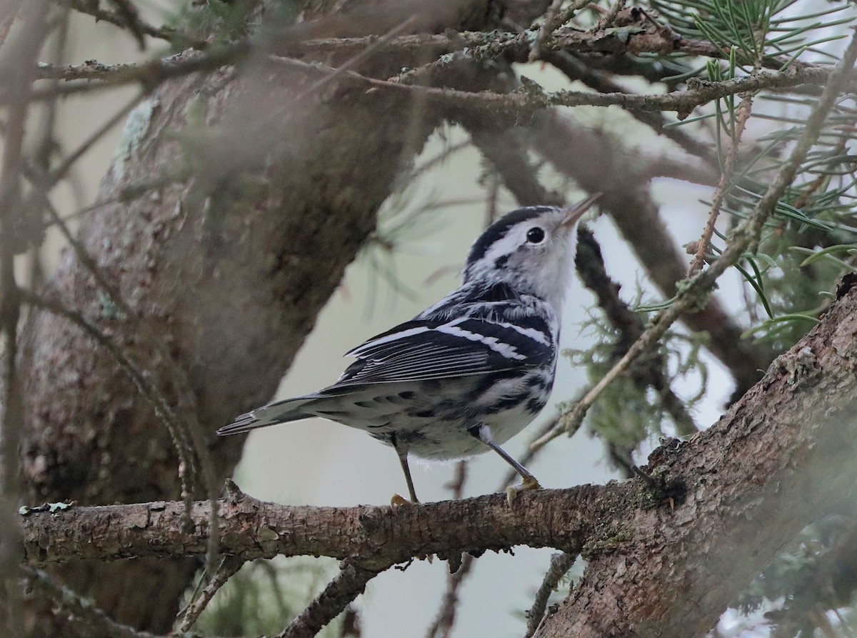 Black-and-white Warbler - ML600825551