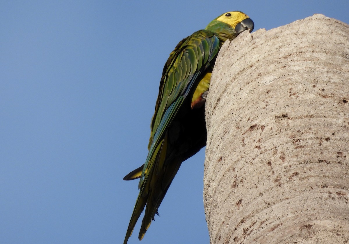 Red-bellied Macaw - ML600827061