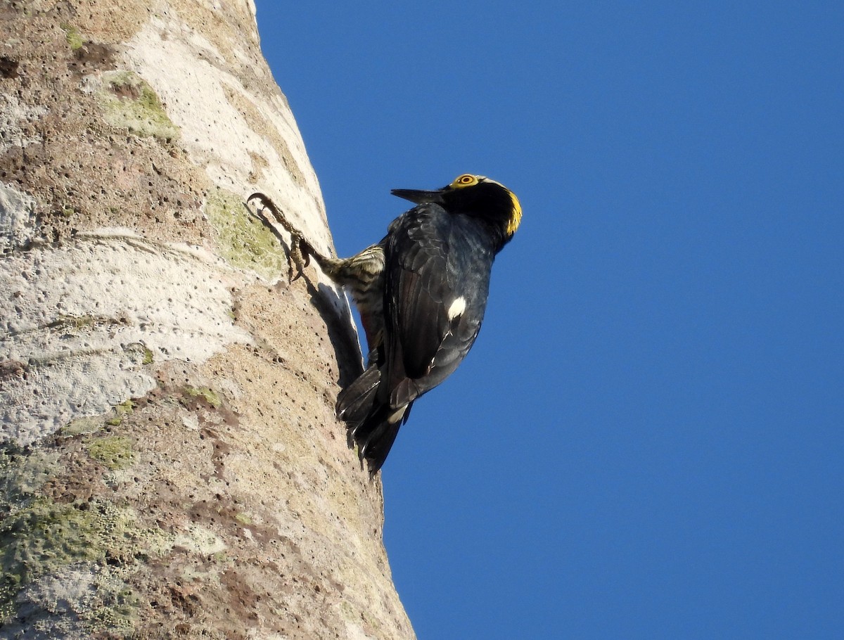 Yellow-tufted Woodpecker - ML600827501