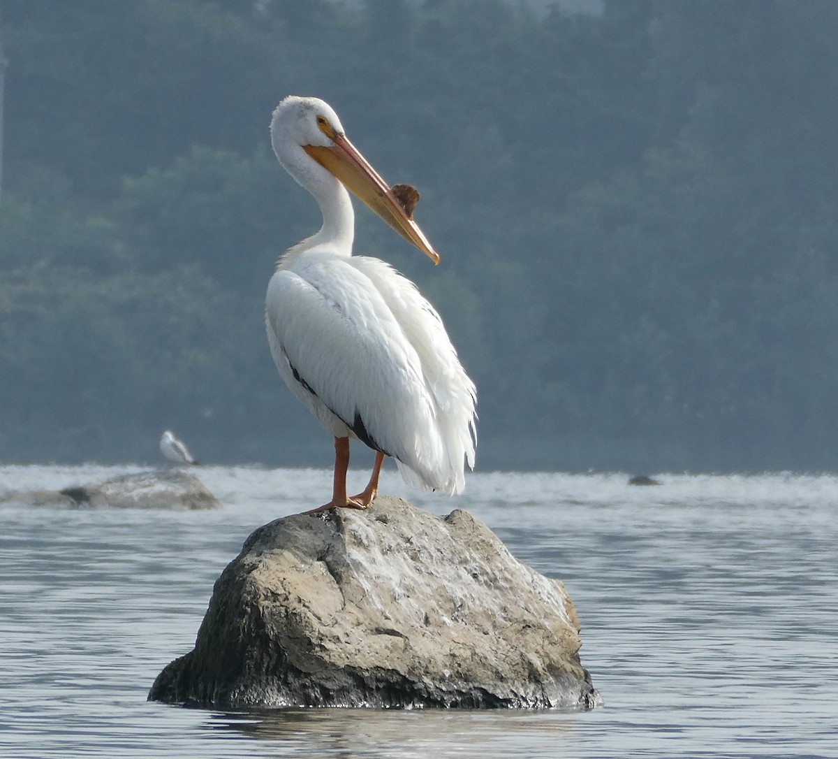 American White Pelican - ML600831281