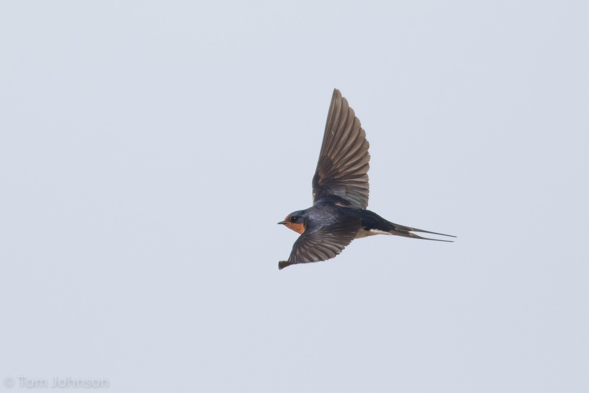 Barn Swallow - ML60083151