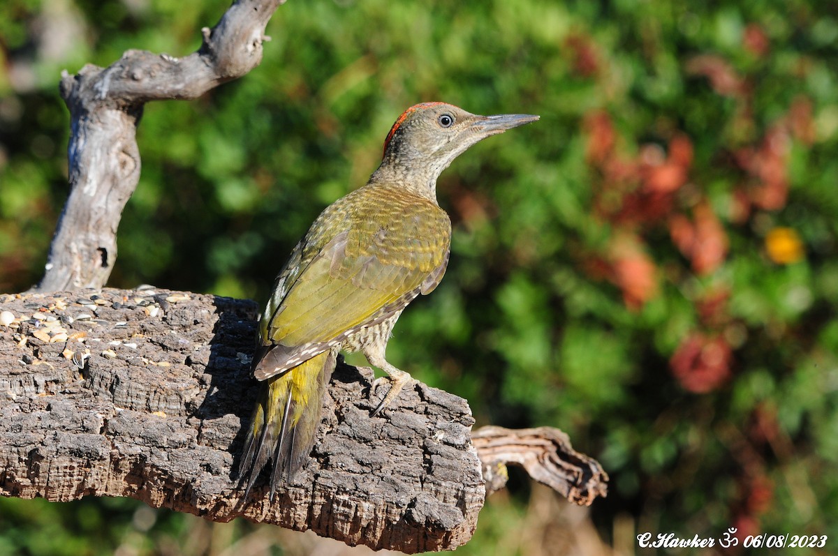 Iberian Green Woodpecker - ML600832601